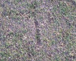 The state of the wicket is just not cricket