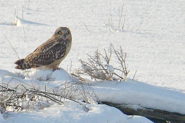 Short-eared owl