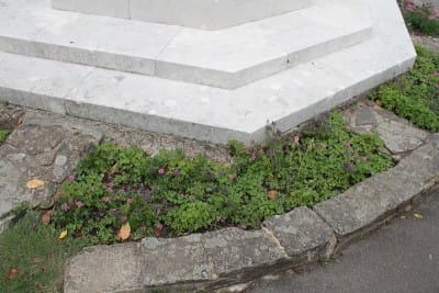 "Scrappy" plants round war memorial's base