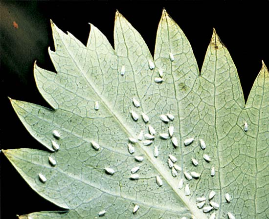 The beastly white fly