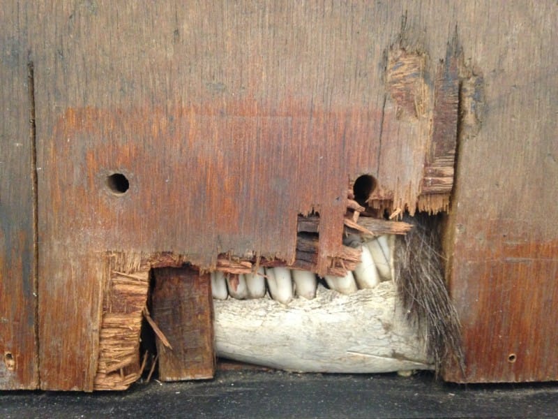 Tooth Hairy by Matt Hardman - detail