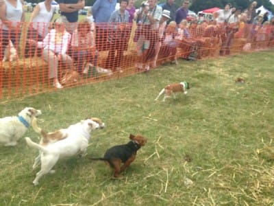 The fox wins again - just