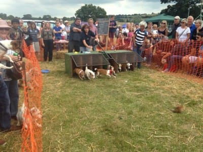 And the terriers are off