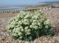 The beach at Rye Harbour, photo courtesy of Friends of Rye Harbour