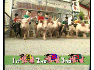 pig_race_startbg