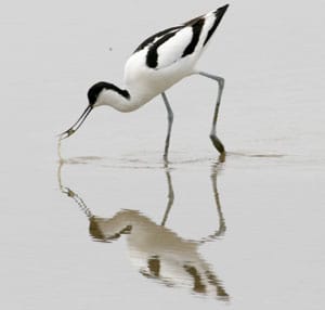 Avocet feeding