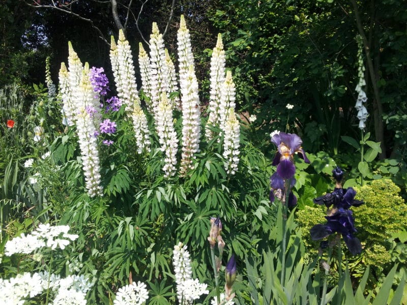 ...an impression of floating colours, mainly whites and purples....