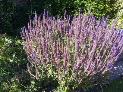 Purple salvias