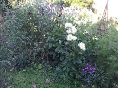 The dahlias are flourishing