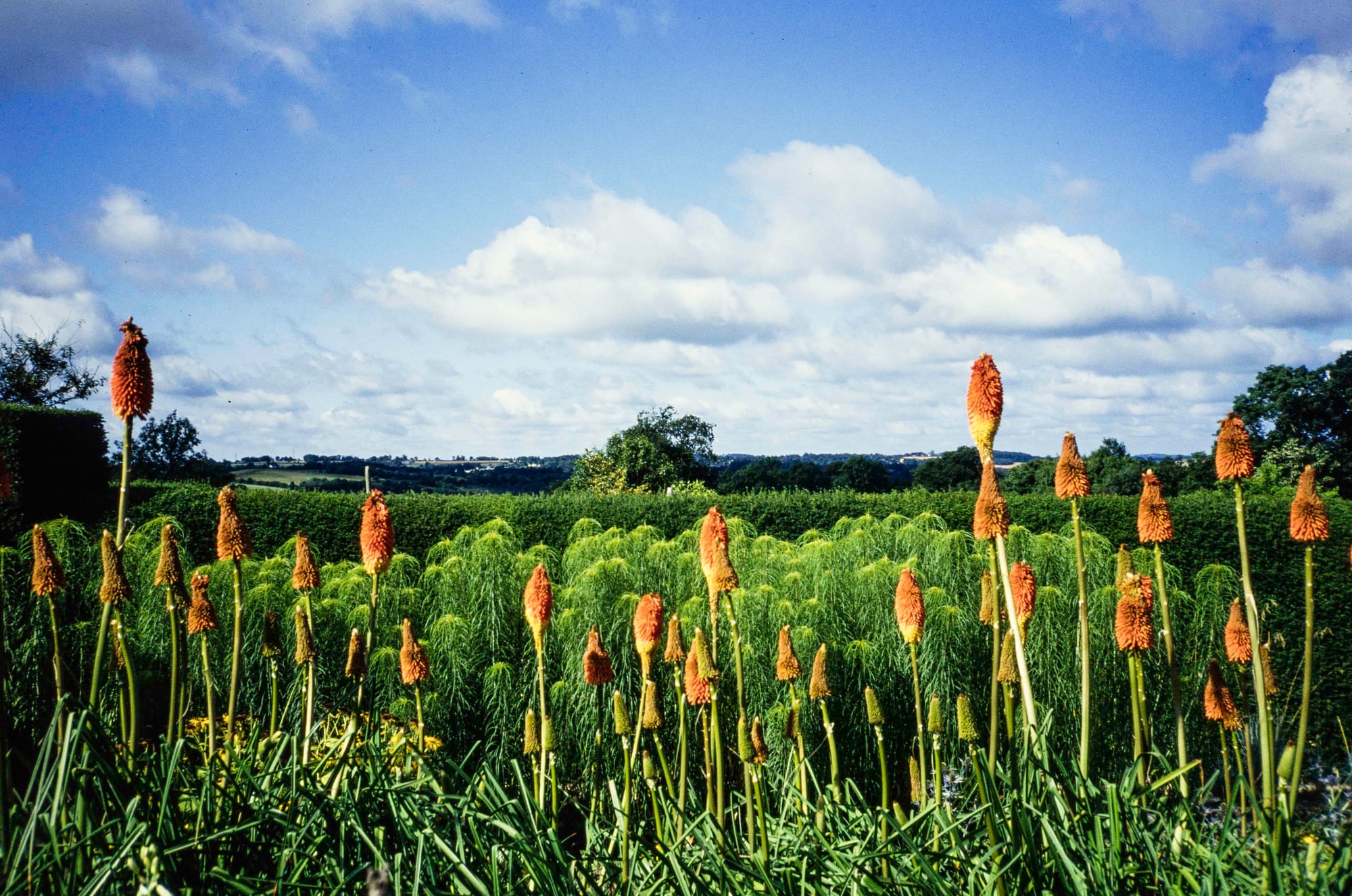 Gardens merging into meadows