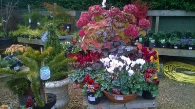  A joy of colours. Winter colour