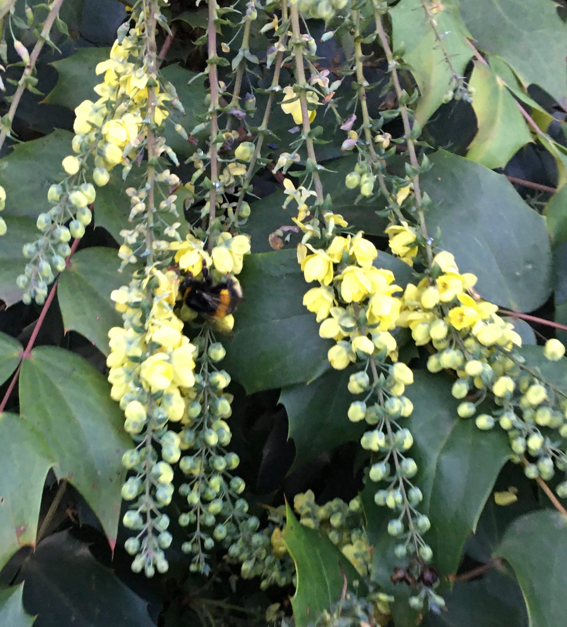 Attracting early bees